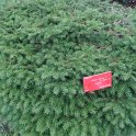 Picea abies 'Repens' P12